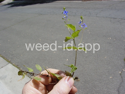 speedwell, germander